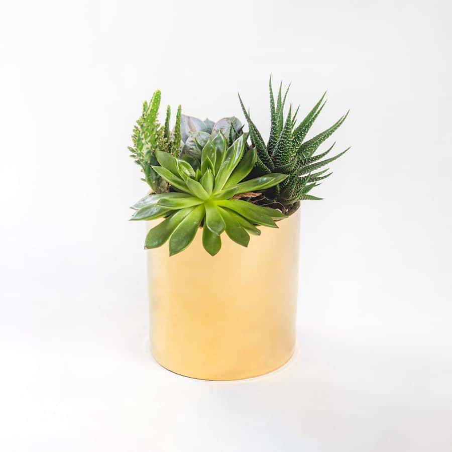 Mixed Echeverias in a gold vase