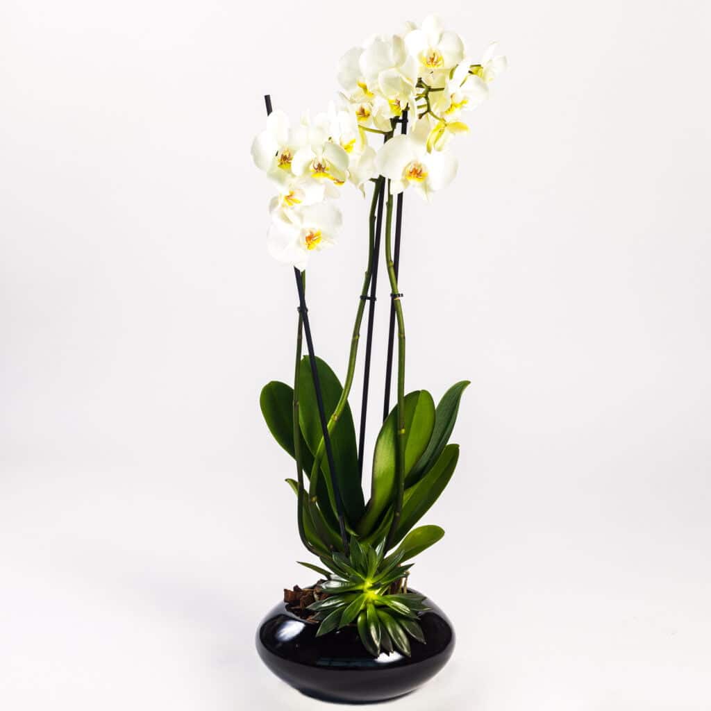 Double White Phalaenopsis with Echeveria