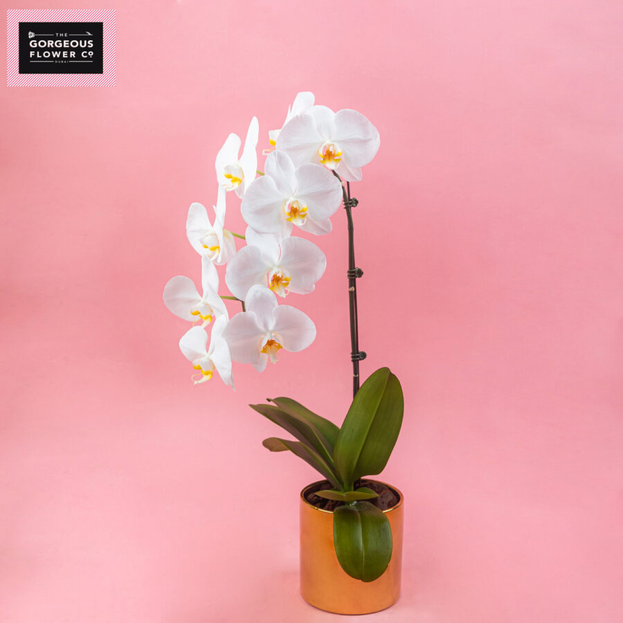 White Phalaenopsis in Gold Ceramic Pot