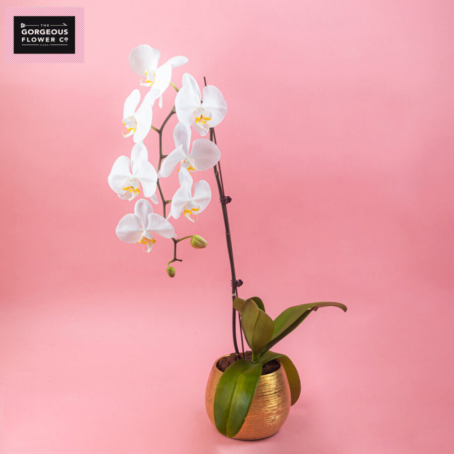 White Phalaenopsis in Round Gold Ceramic Pot