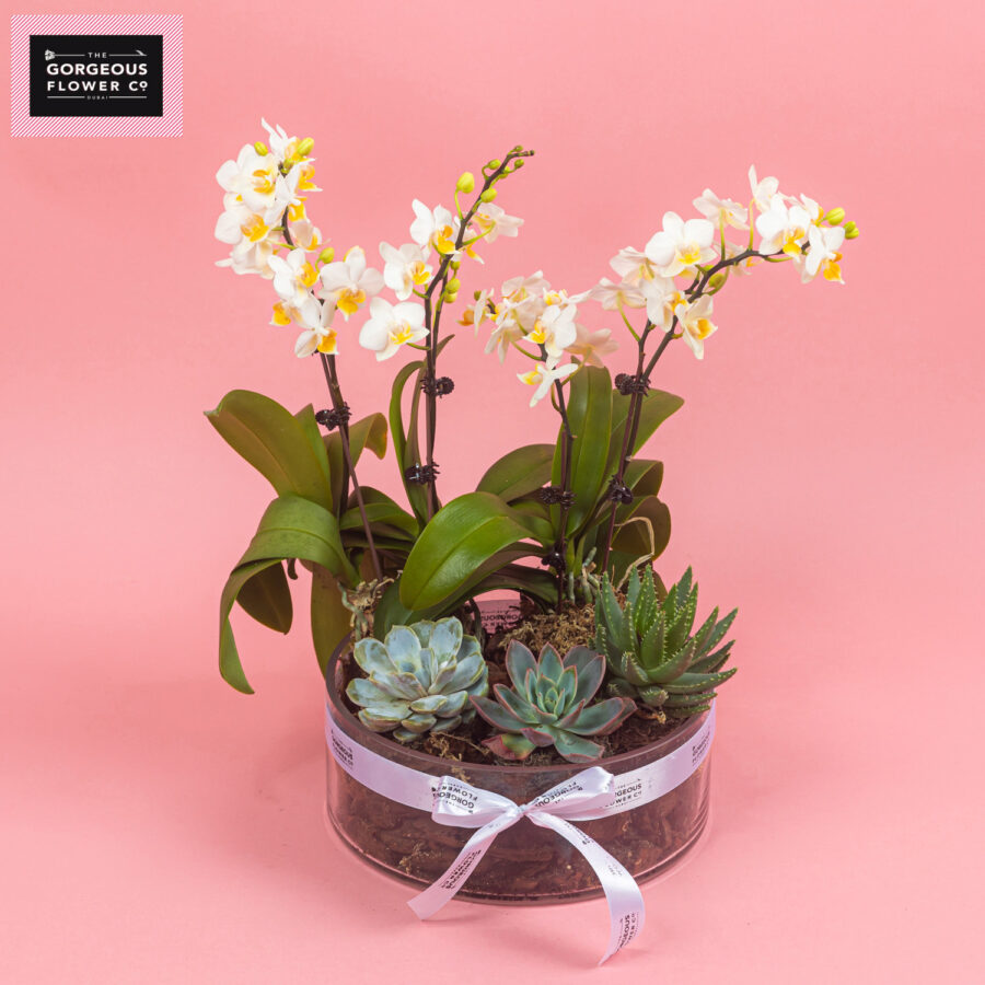 Mini White Phalaenopsis with Succulent