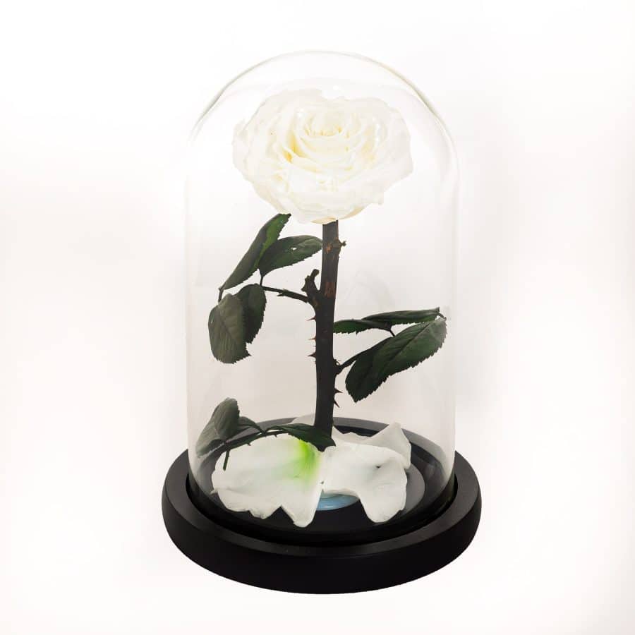 Red Infinity Single Rose - White