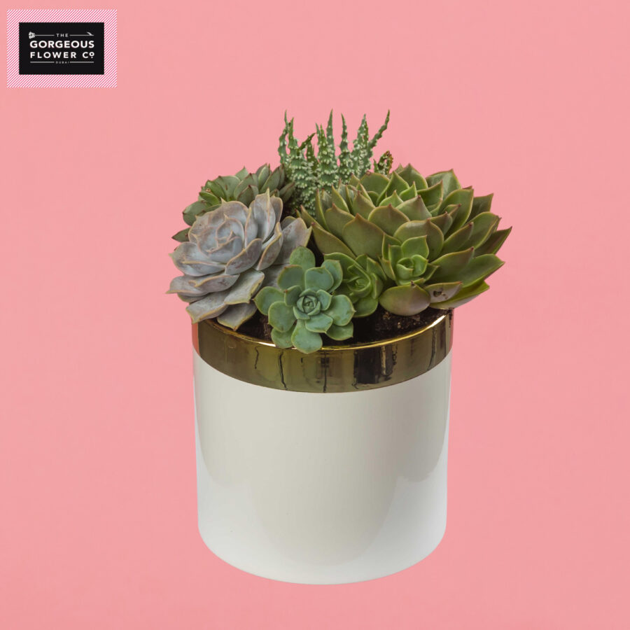 Mixed Succulents in White Ceramic pot