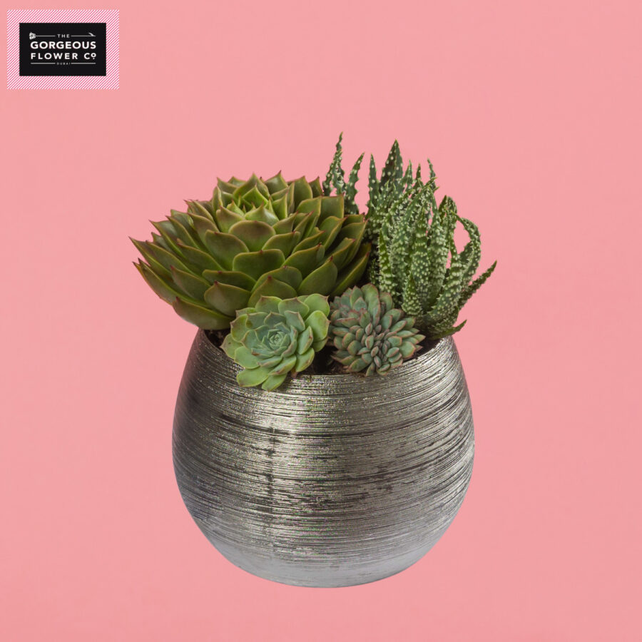 Mixed Succulents in Silver Ceramic pot