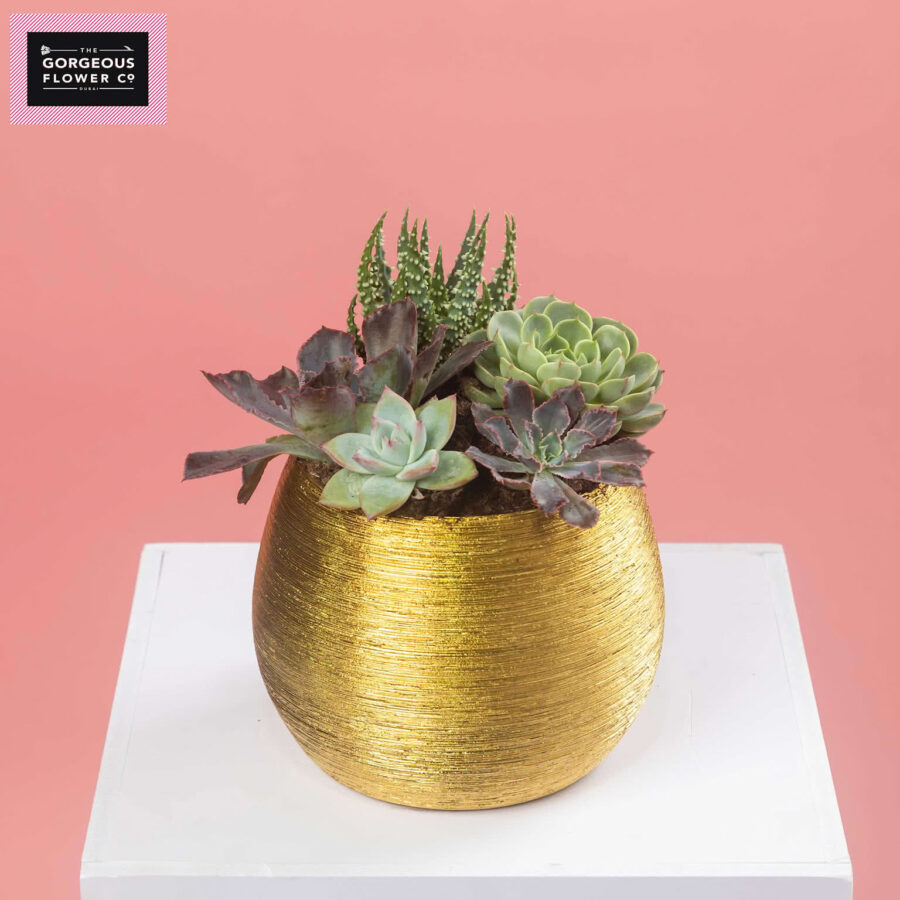 Mixed Succulents in Round Gold Ceramic pot - Gold pot
