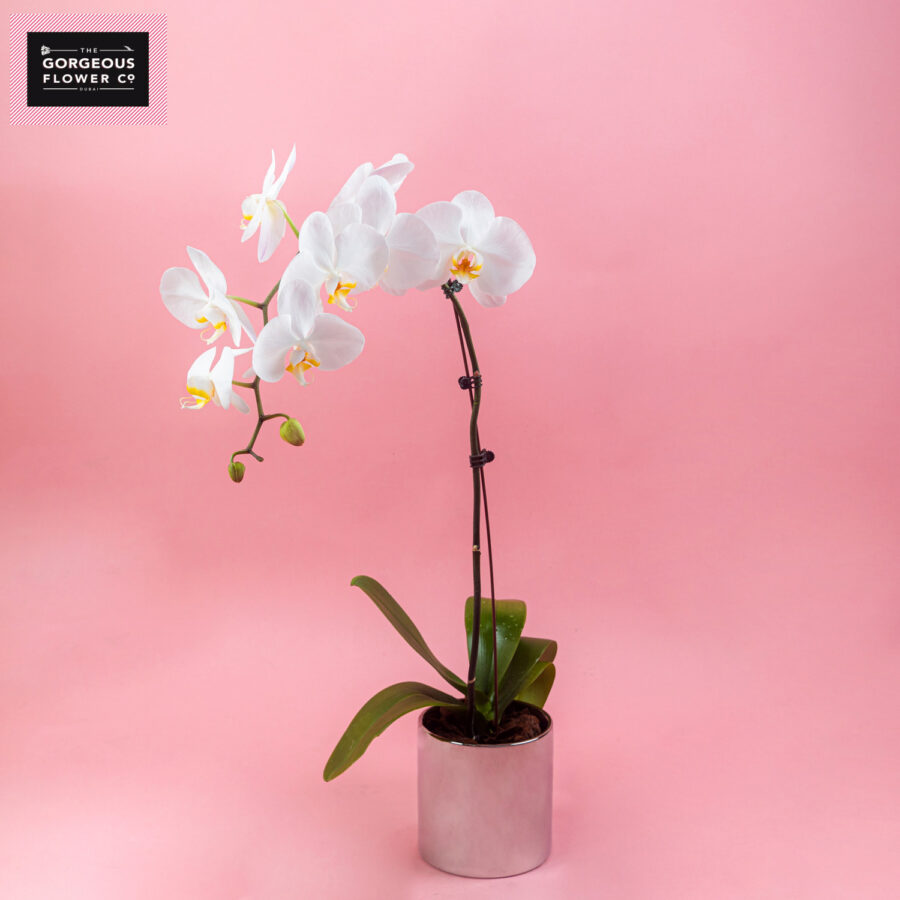 White Phalaenopsis in Silver Ceramic Pot