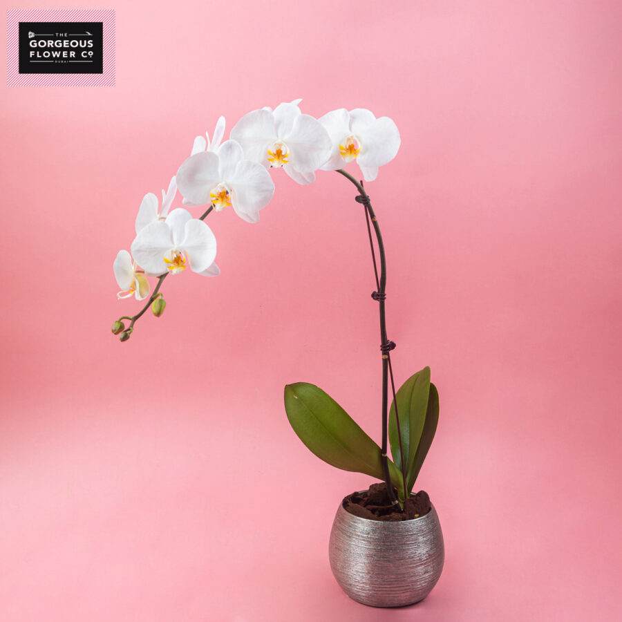White Phalaenopsis in Round Silver Ceramic Pot